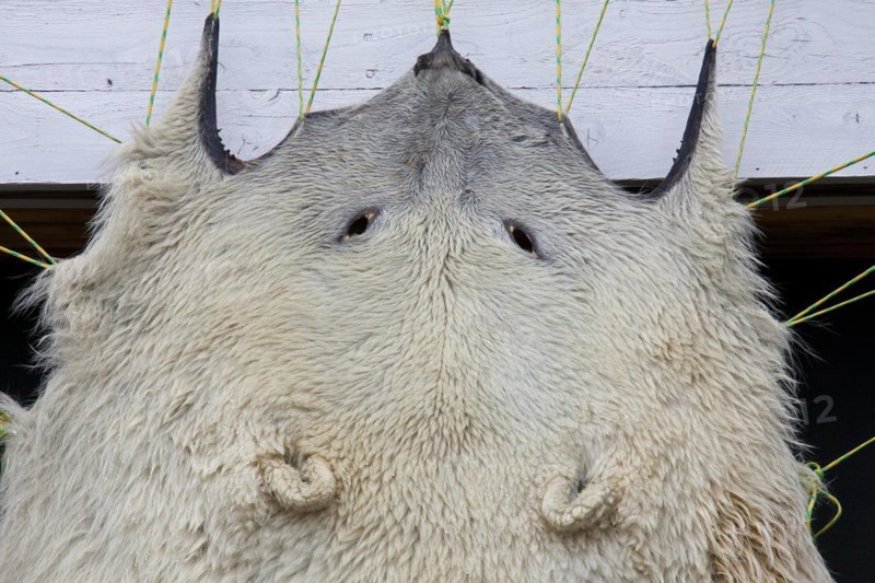 Polar bear