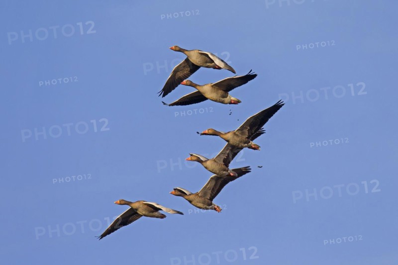 Migrating greylag goose