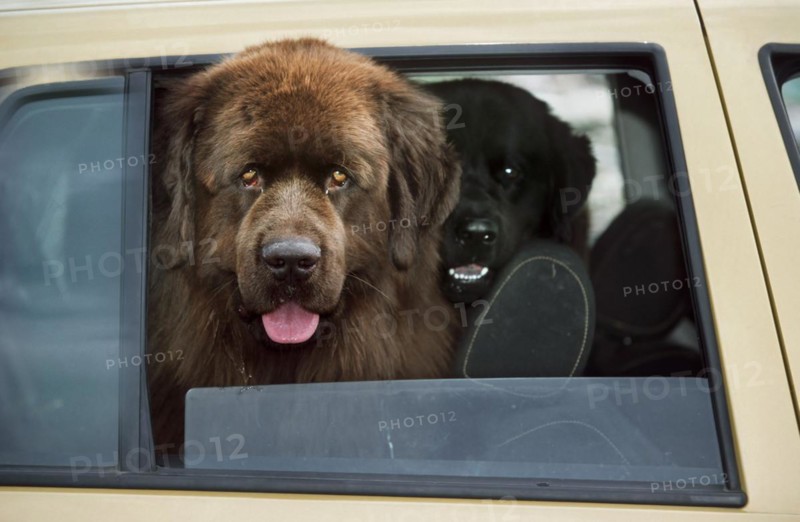 Newfoundland