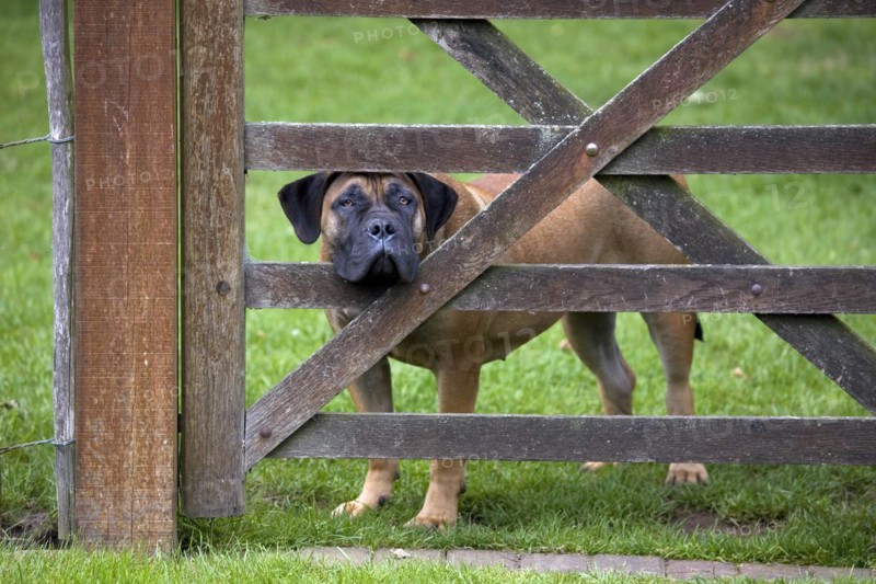 Curious Boerboel guarding dog