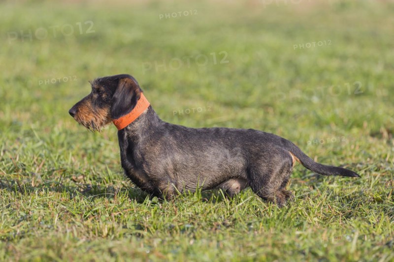 Wire-haired dachshund