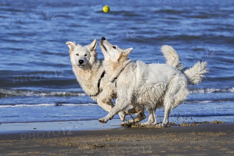 Two Berger Blanc Suisse dogs