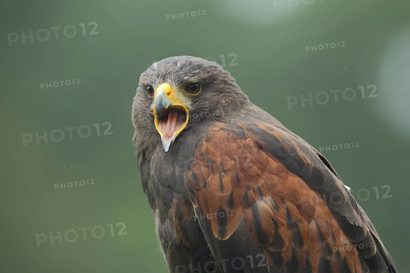 Harris's hawk