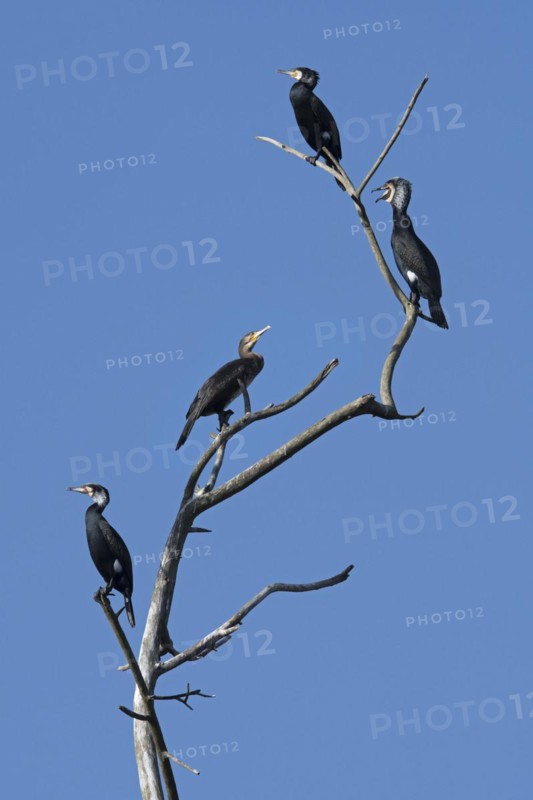 Colony of great cormorants
