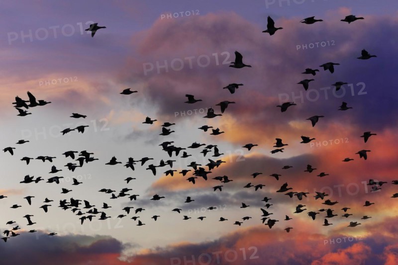 Barnacle Geese