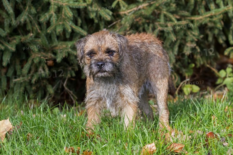 Grizzled border terrier in garden. British dog breed of small