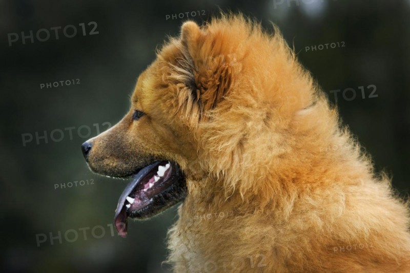 Chow Chow dog