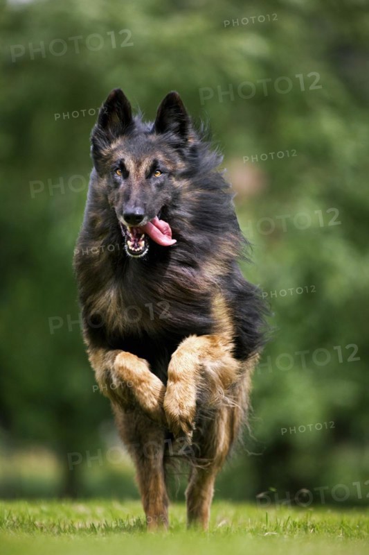 Belgian Shepherd Tervuren