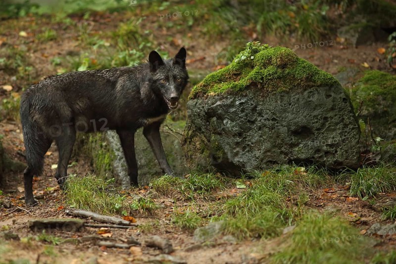 Western mackenzie valley wolf