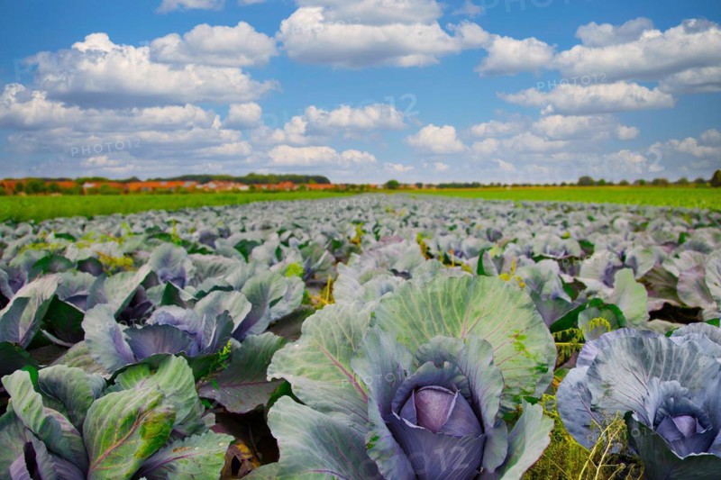 Red cabbage field
