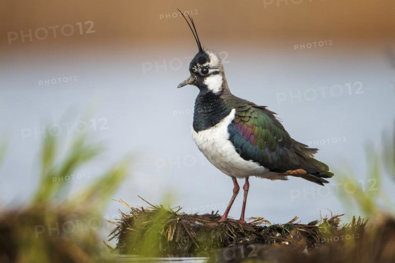 Northern lapwing