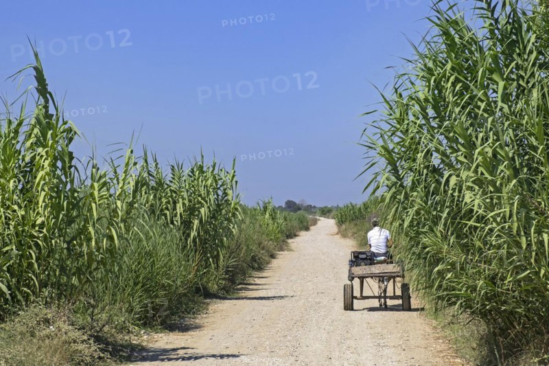 Albanian man riding cart pulled by donkey along dirtroad among cornfield