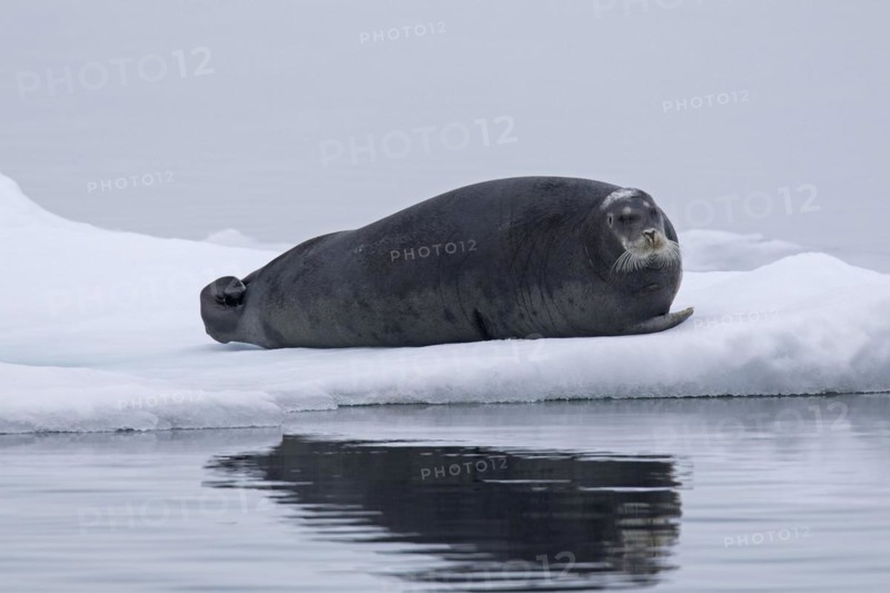 Bearded seal