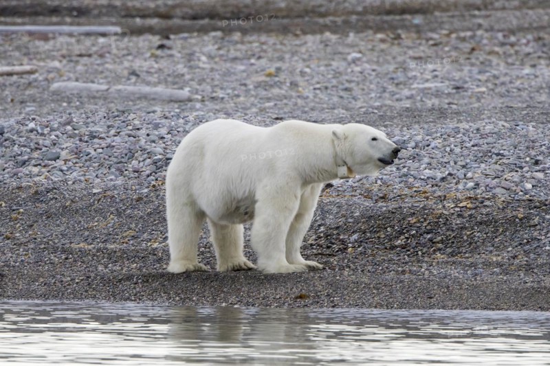 Polar bear