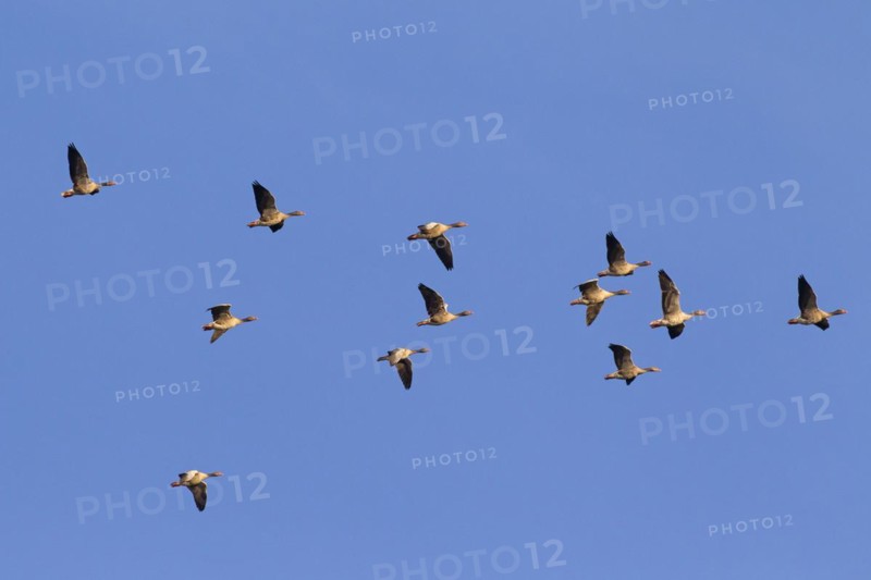 Migrating greylag goose