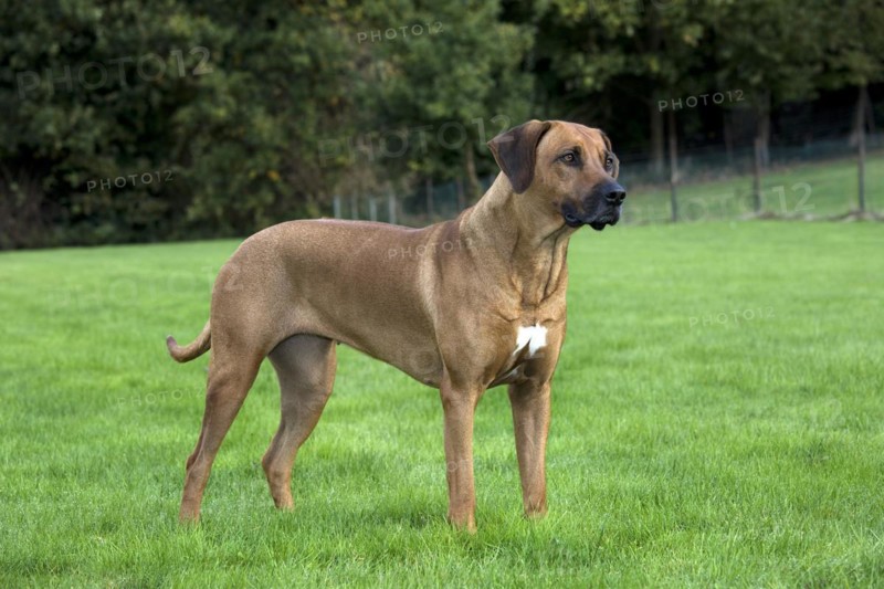 Rhodesian Ridgeback
