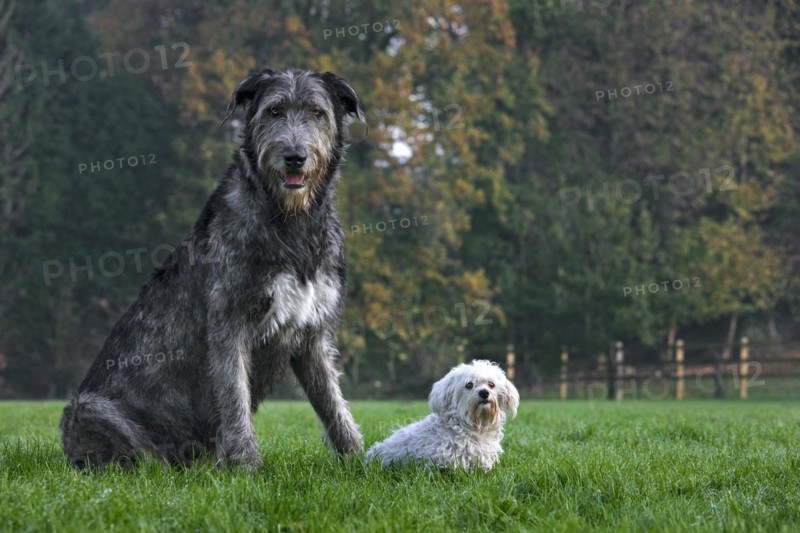 Irish wolfhound with white Maltese dog in garden