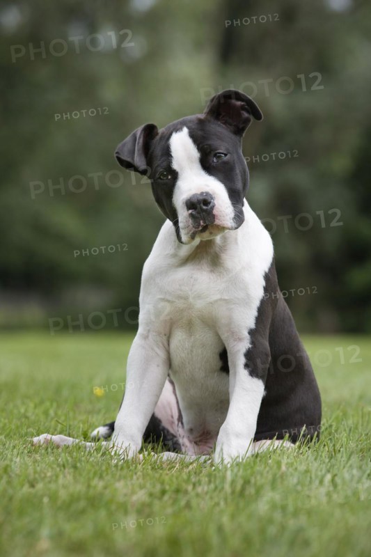American Staffordshire terrier