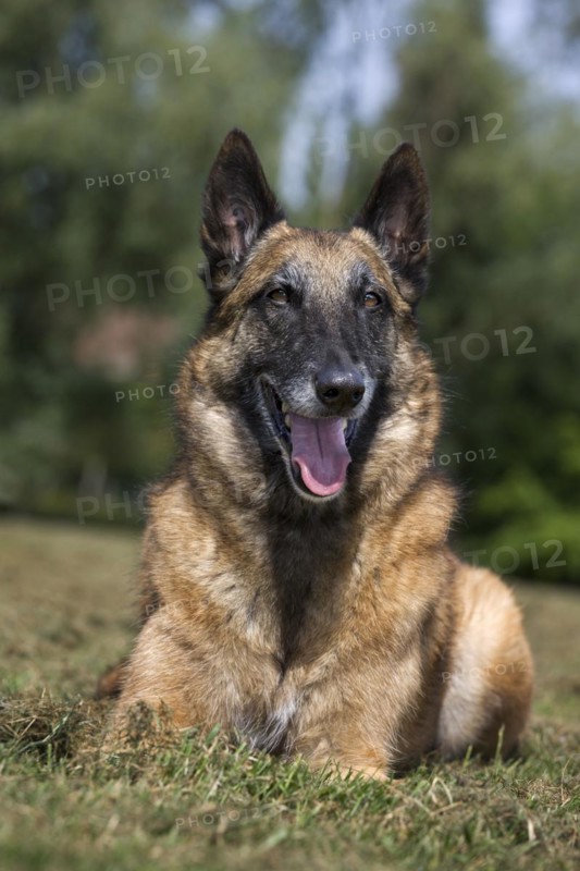 Belgian Shepherd Dog