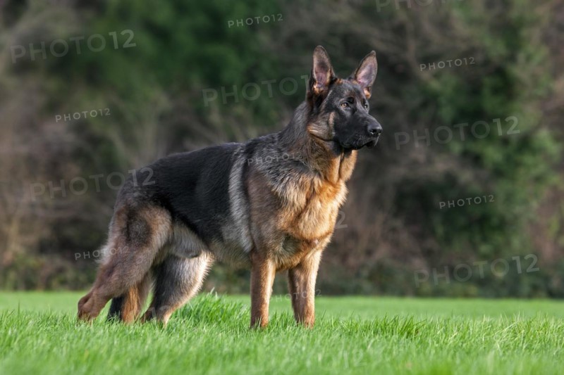 German shepherd dog