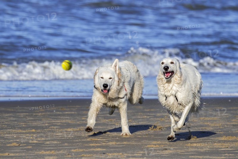 Two Berger Blanc Suisse dogs