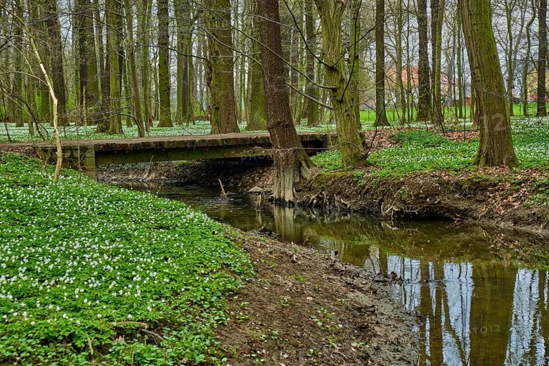 The Lasker Auenwald nature reserve in the Sorbian settlement area in spring