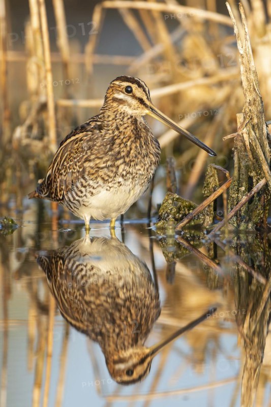Common snipe