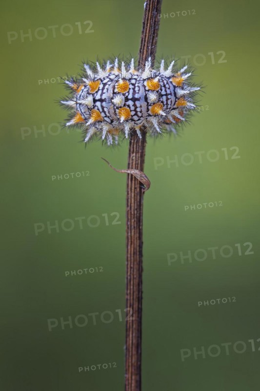 Caterpillar of the Red spotted fritillary