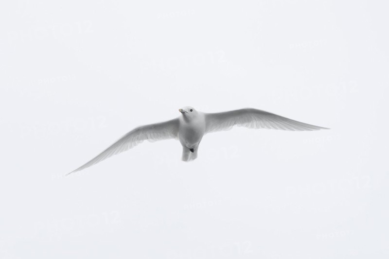 Ivory gull