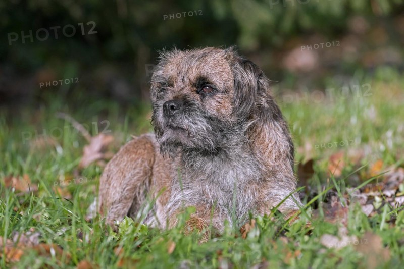 Grizzled border terrier lying in garden. British dog breed of small