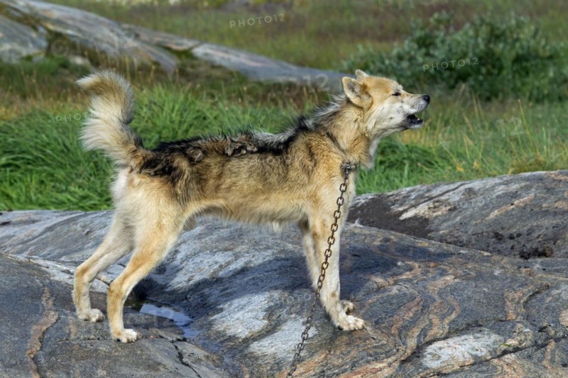Greenland dog