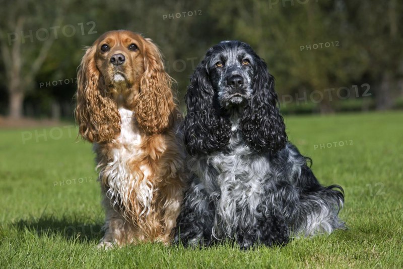 Two English Cocker Spaniels