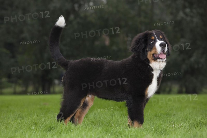 Bernese Mountain Dog