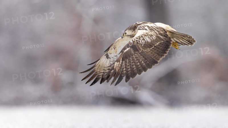Common steppe buzzard
