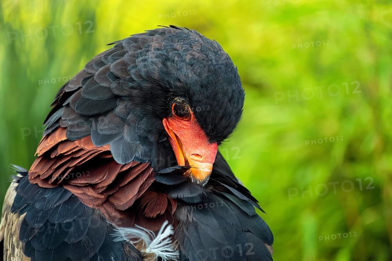 Bateleur