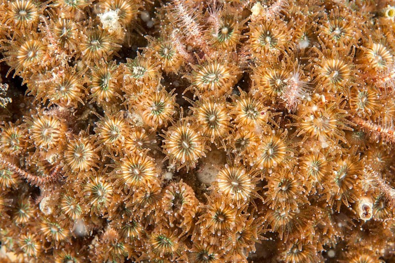 Cladocora coral