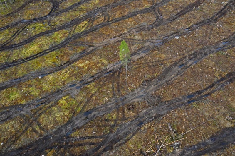 Solitary tree in clearcut showing caterpillar tracks