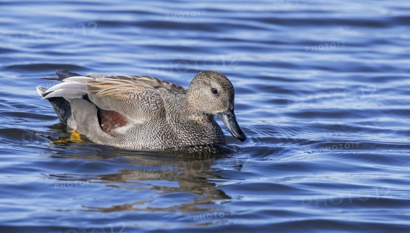Gadwall