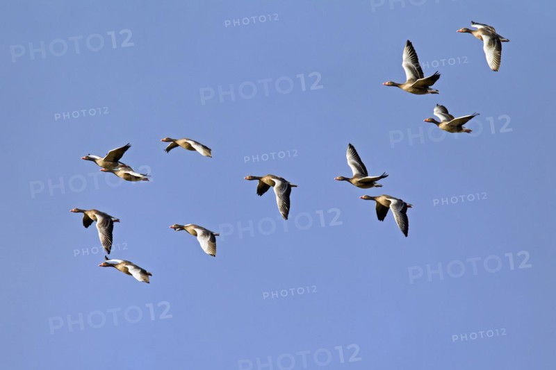 Greylag Geese