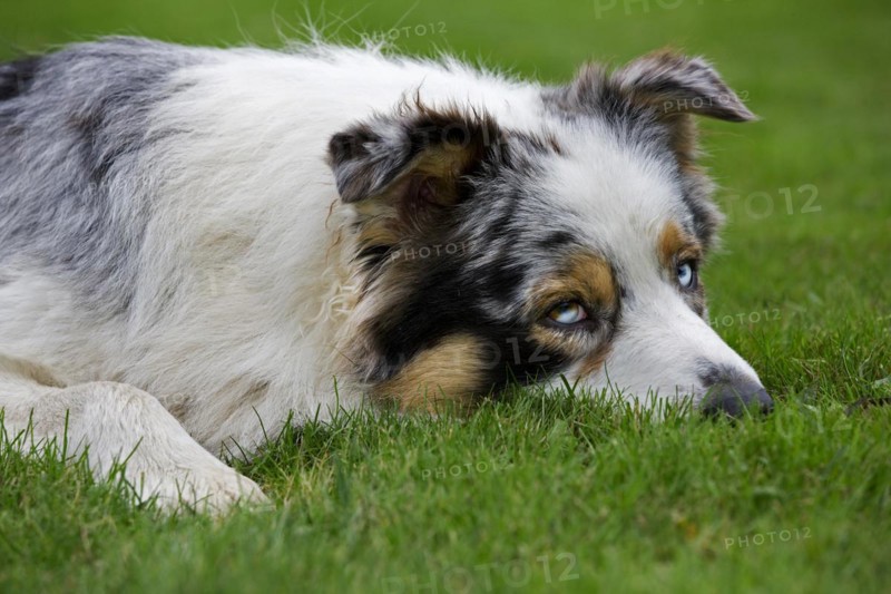 Australian Shepherd dog