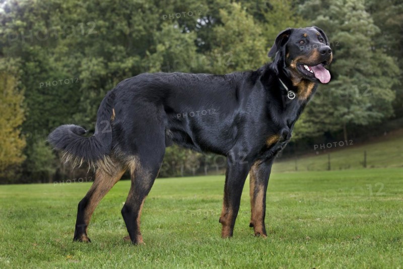 Beauceron dog