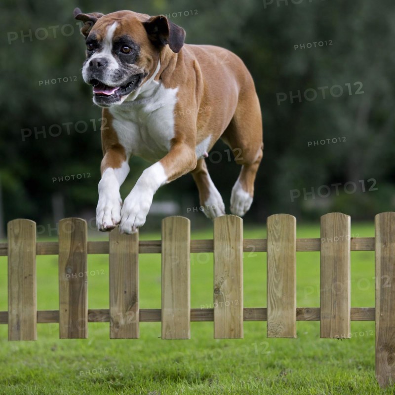 Boxer dog
