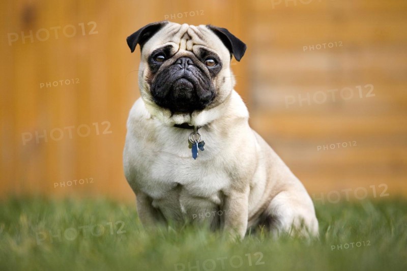 Portrait of Chinese pug