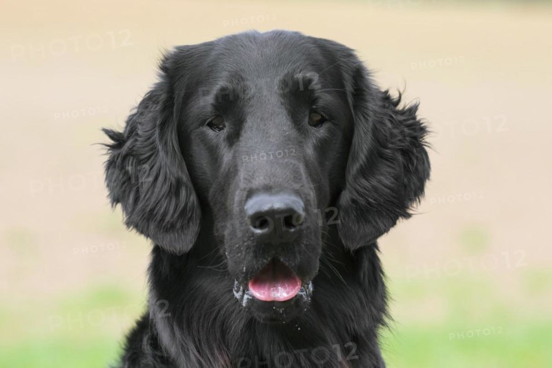 Black flat-coated retriever in field