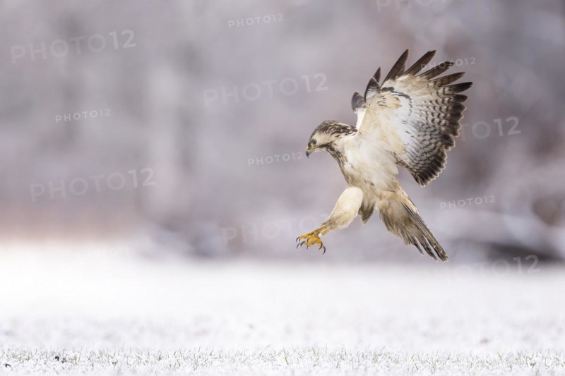 Common steppe buzzard
