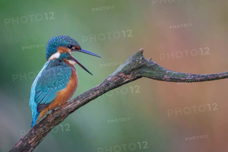 Common kingfisher