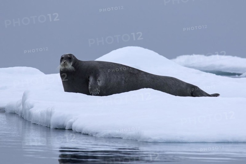 Bearded seal