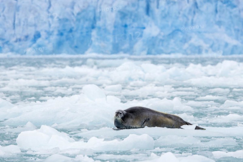 Bearded seal