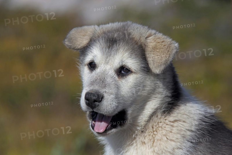 Greenland dog