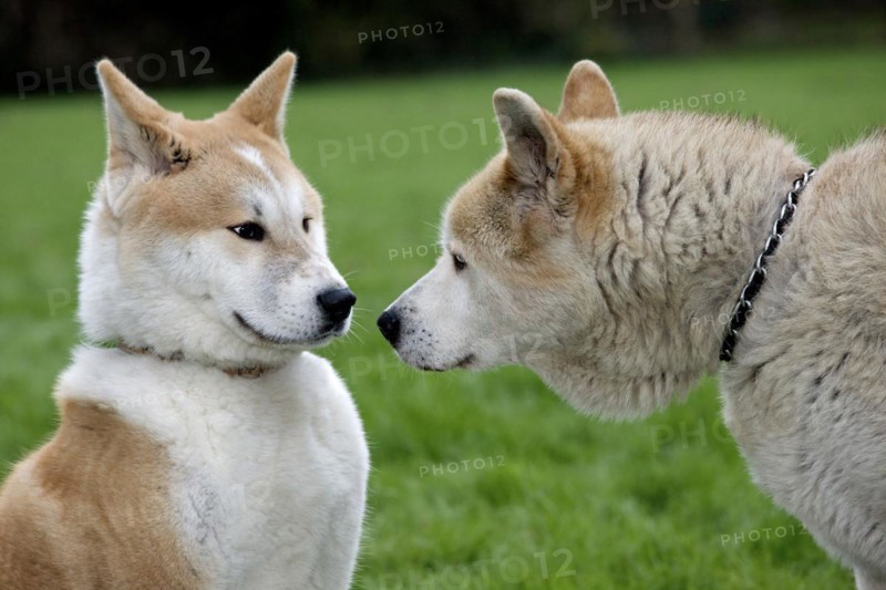 Akita Inu